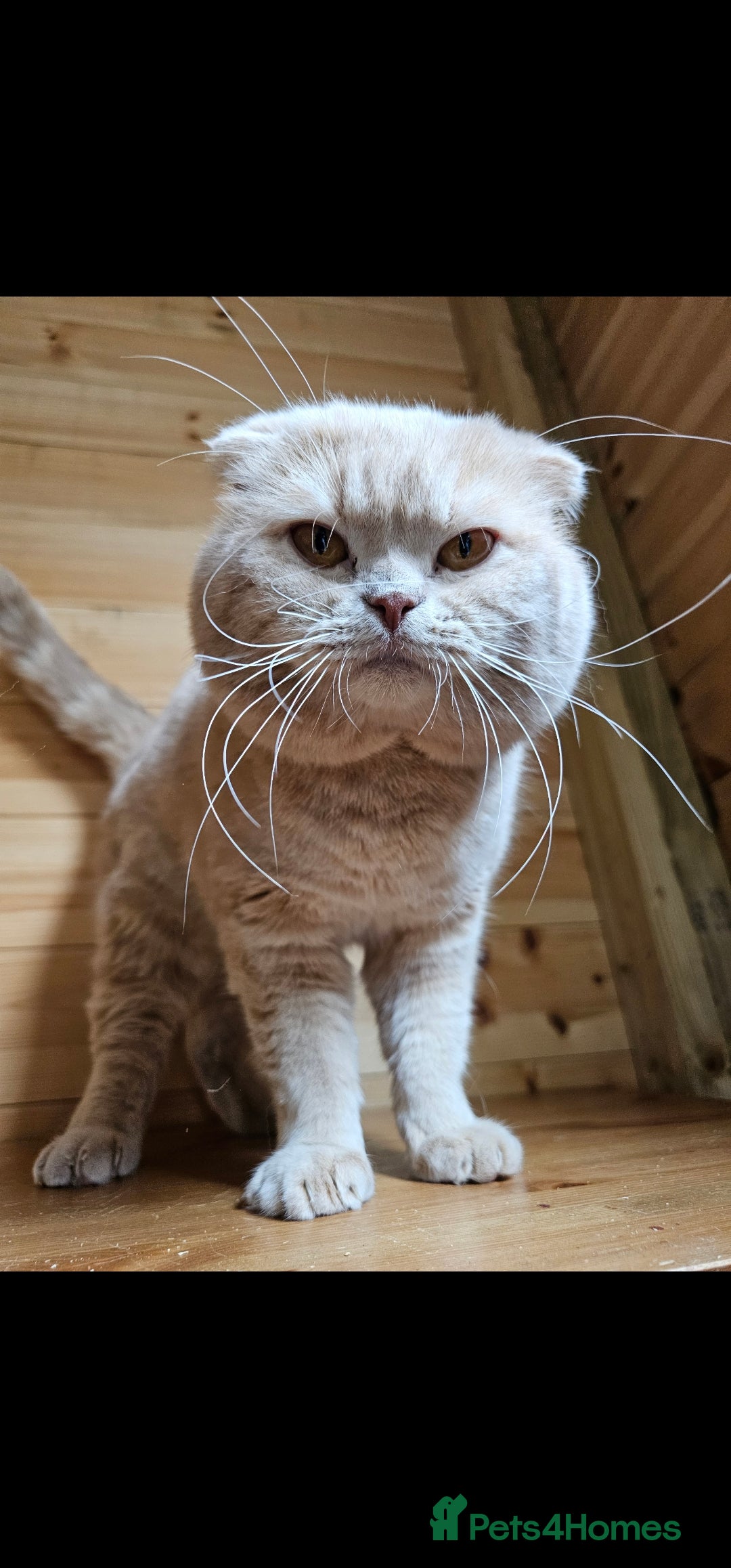 Mixed Breed cats for sale: Silver bengal x Scottish fold kittens - Image 8