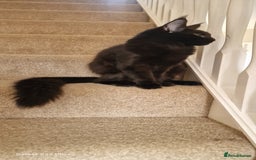 Maine Coon cats for sale: Pure maine coon kittens - Image 21