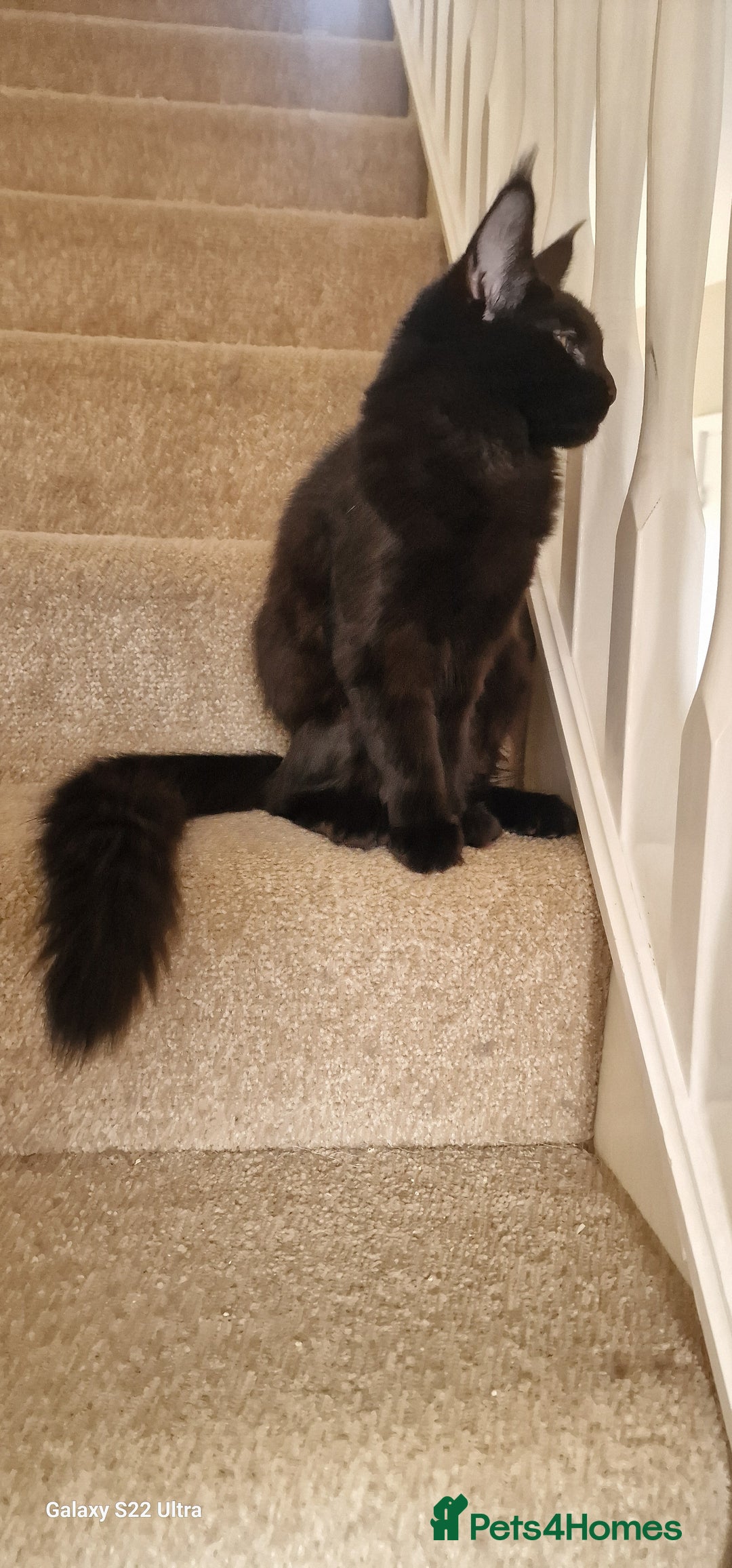 Maine Coon cats for sale: Pure maine coon kittens - Image 21