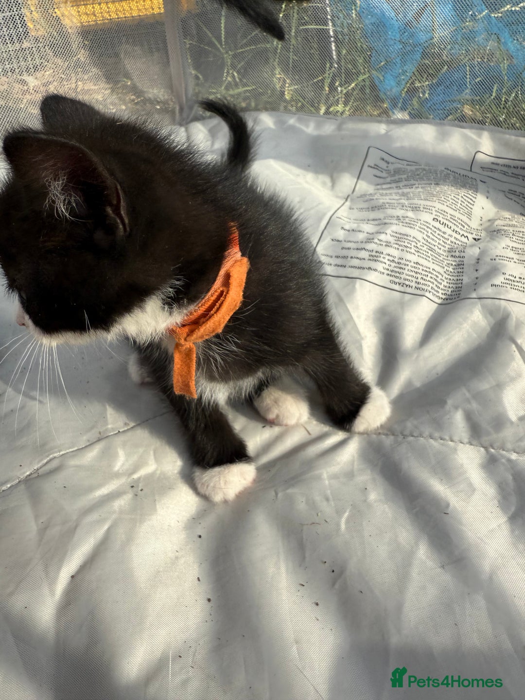 Mixed Breed cats for sale: Litter of Kittens For Sale - only 1 Male left in Dunstable - Image 27