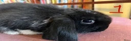 Mini Lop rabbits for sale: Fabulous Friendly Mini Lop Babies - Advert 3