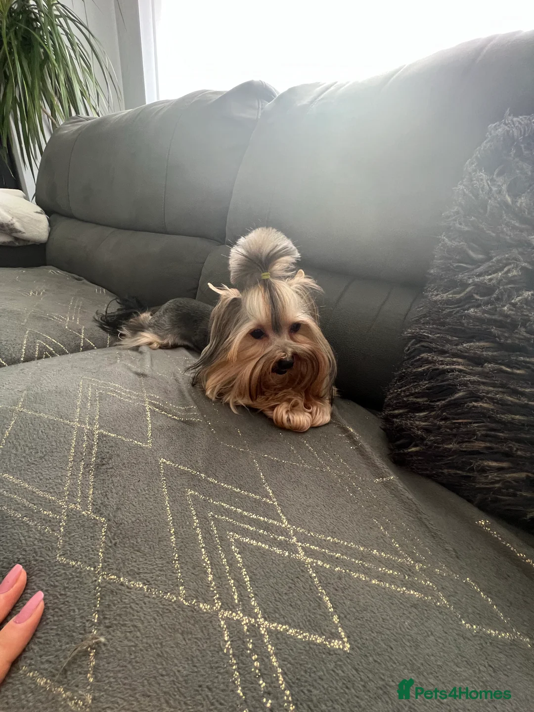 Yorkshire Terrier dogs for stud: The small stud dog 2kg in Romford - Advert 2