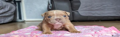 English Bulldog 3