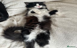 British Longhair cats for sale: 2 kittens Left - Image 2