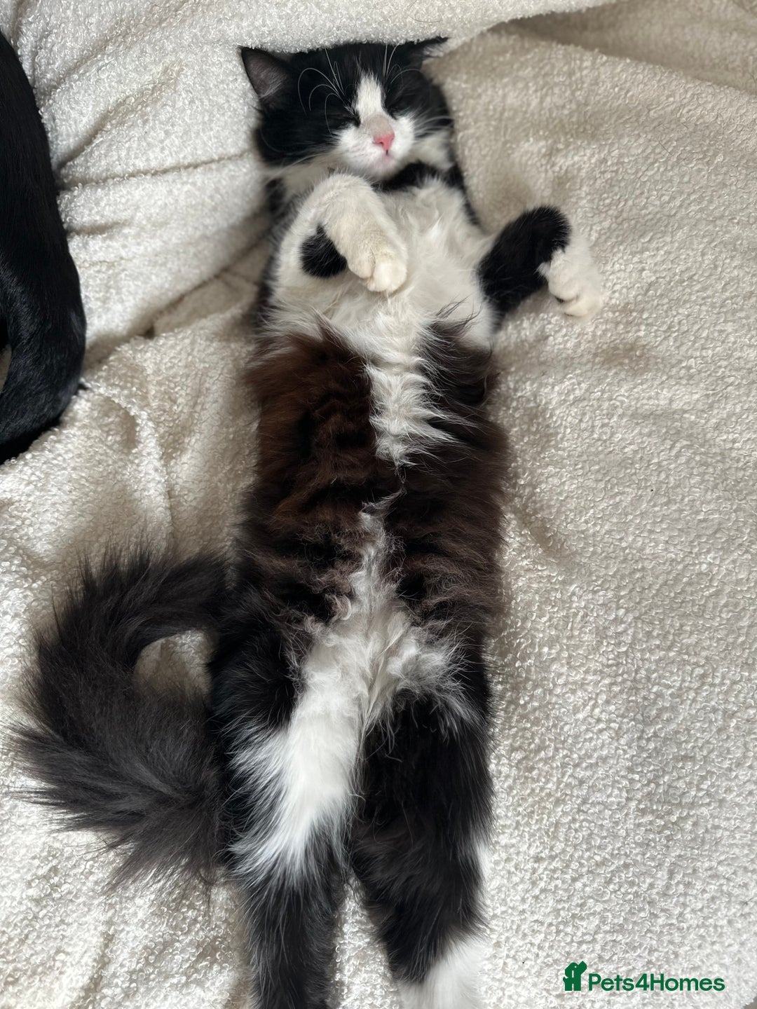 British Longhair cats for sale: 2 kittens Left - Image 2