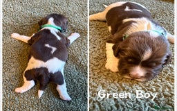English Springer Spaniel dogs for sale: 🐶 6 x KC REG SPRINGER SPANIELS READY 30th OCT 🎃 - Image 6