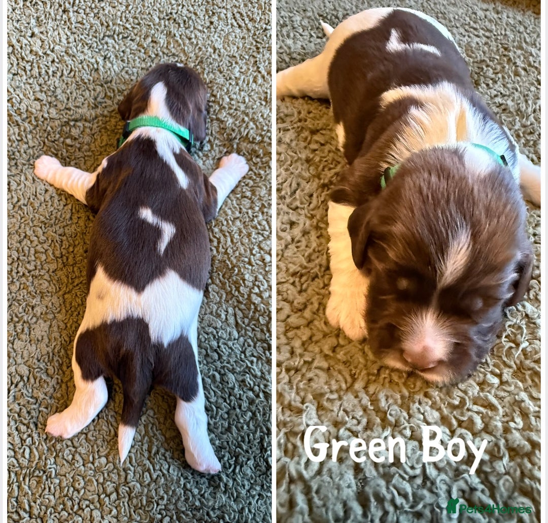 English Springer Spaniel dogs for sale: 🐶 6 x KC REG SPRINGER SPANIELS READY 30th OCT 🎃 - Image 6