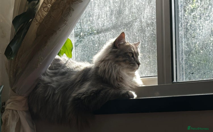Maine Coon cats - Advert 16