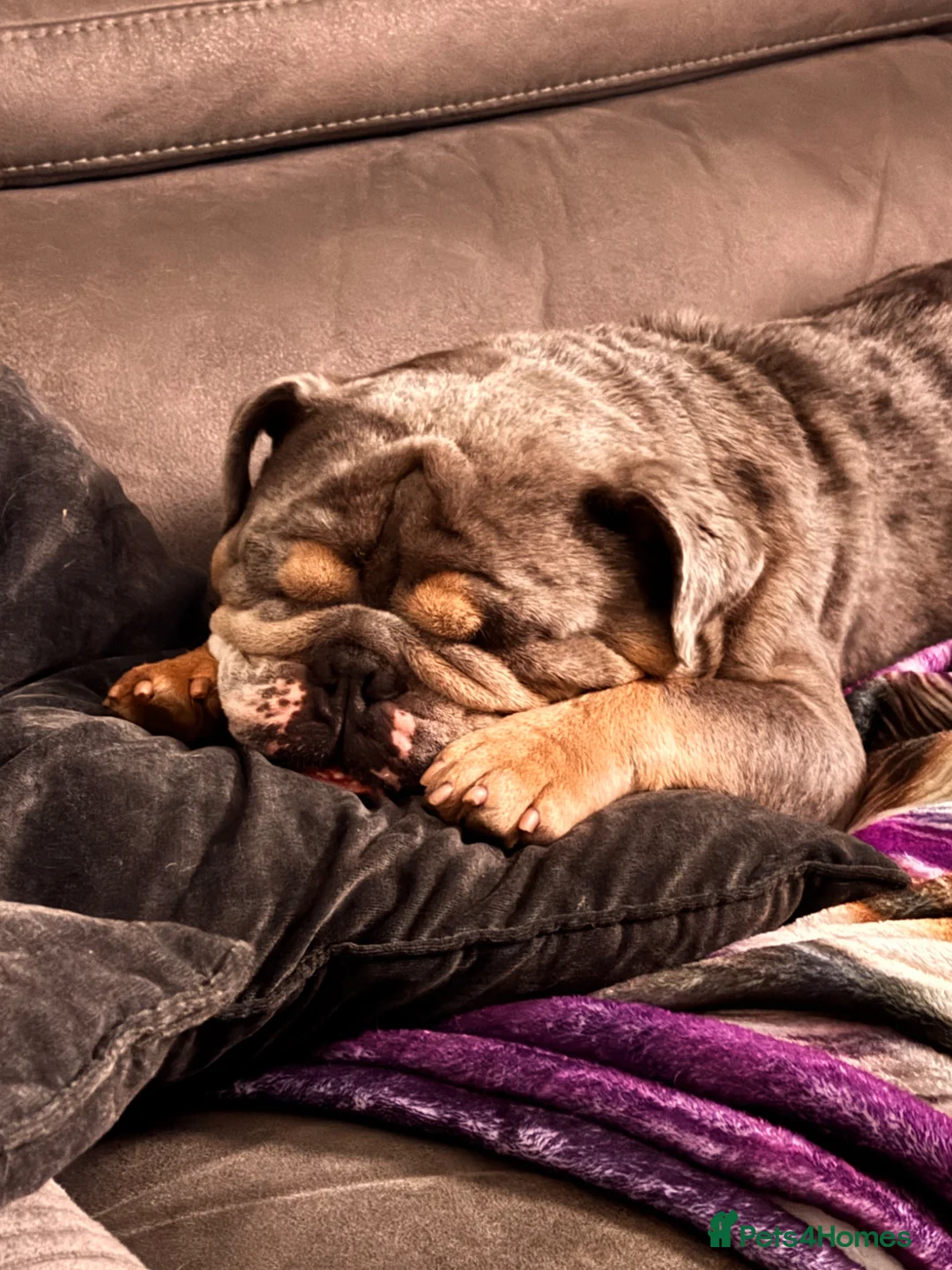 English Bulldog dogs for sale: Pablo 4 year old English bulldog  - Advert 2
