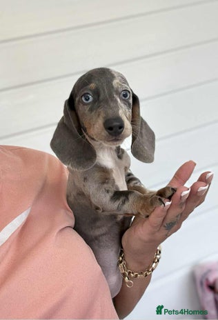 Miniature Dachshund dogs - Advert 8
