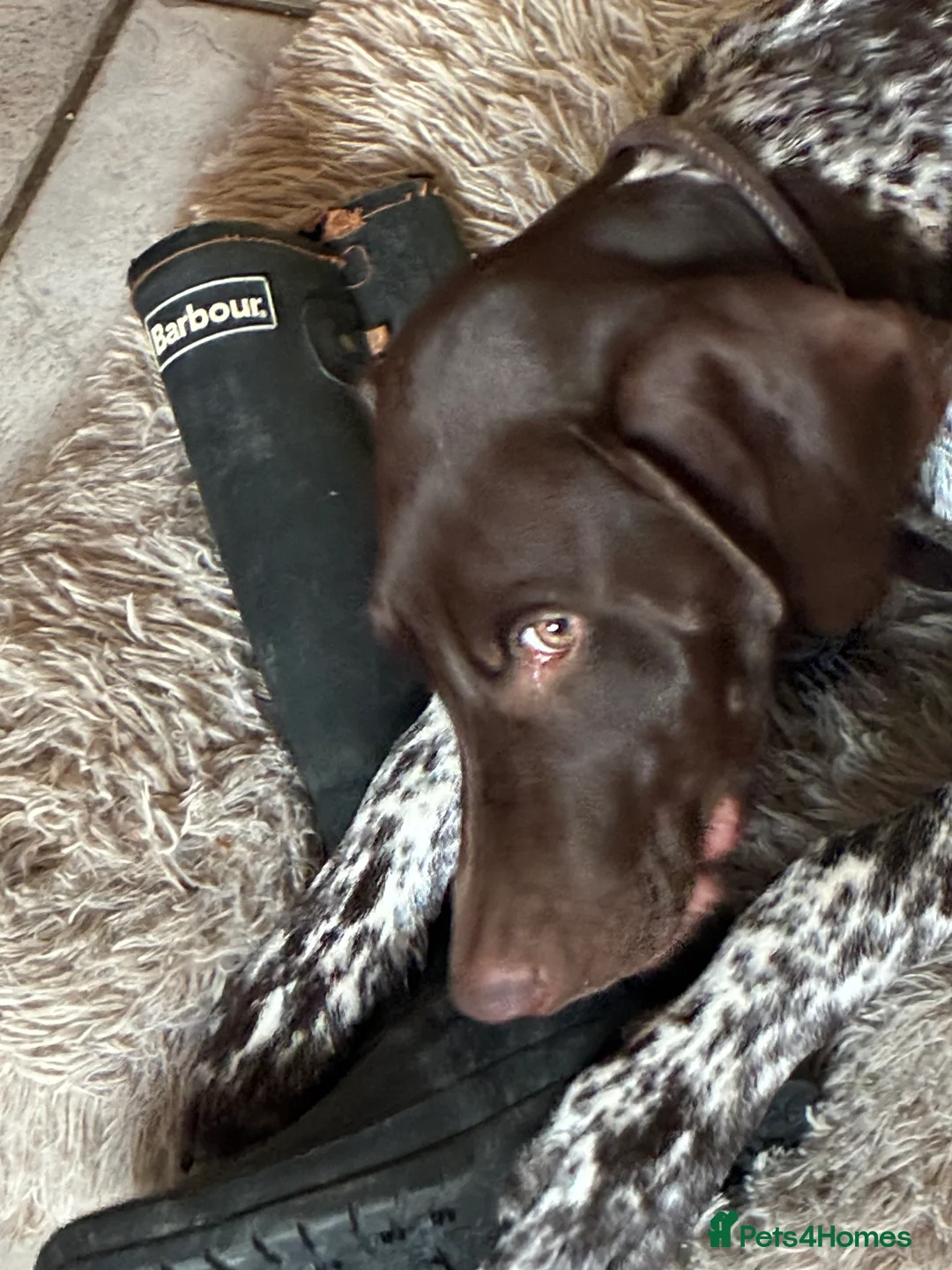 German Shorthaired Pointer dogs for sale: Percy - Advert 2