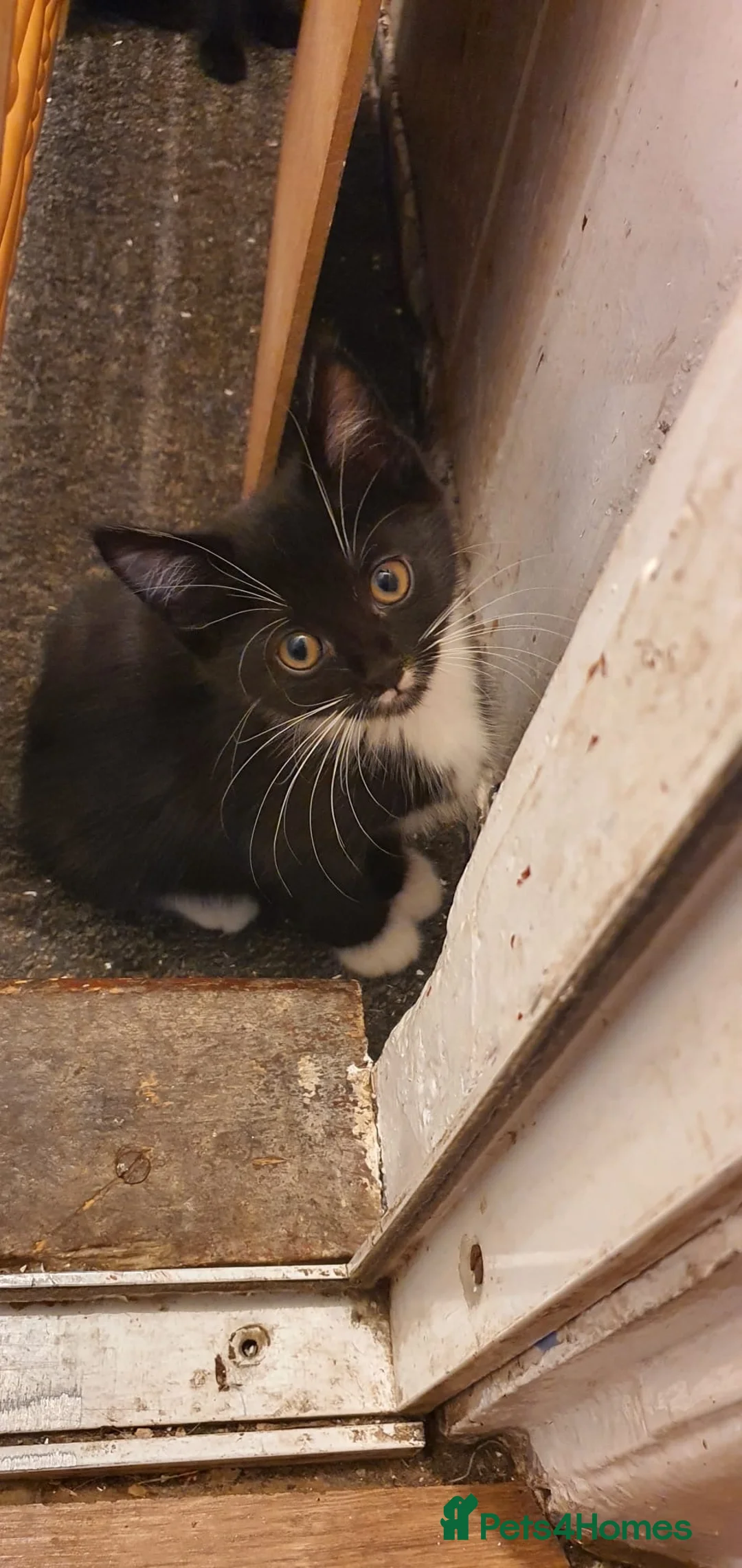 Mixed Breed cats for sale: Kittens for sale and mum £20 - Advert 6