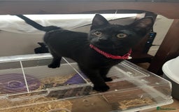 Mixed Breed cats for sale: Gorgeous boy  - Image 2