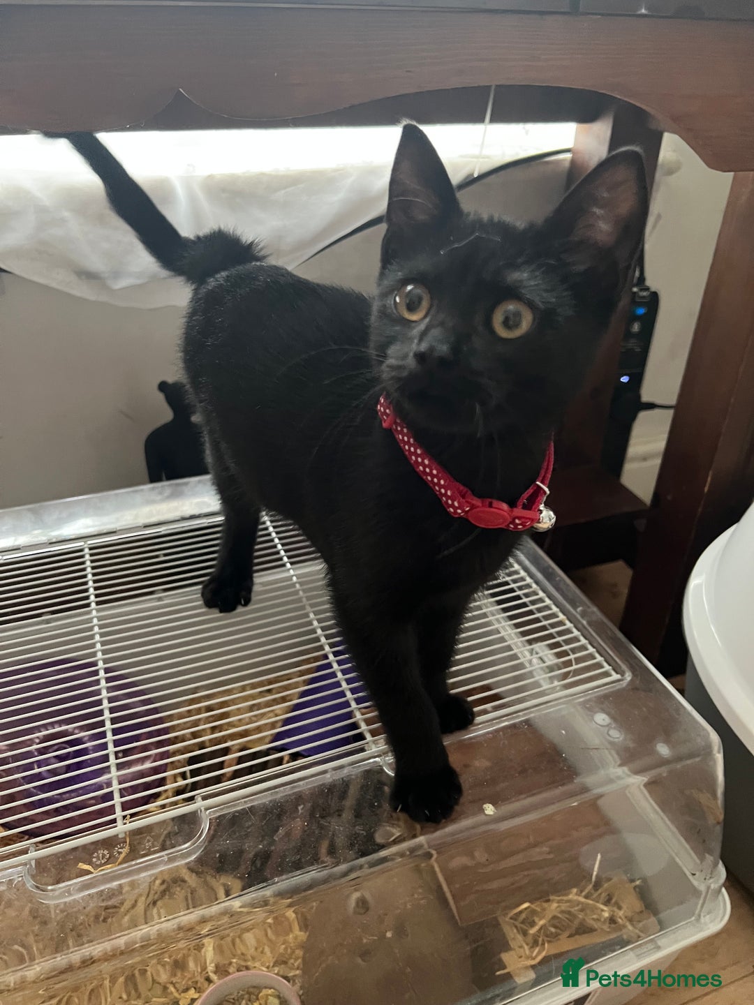 Mixed Breed cats for sale: Gorgeous boy  - Image 2