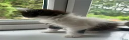 Mixed Breed cats for sale: ❤️ beautiful long-haired kittens boy and girl ❤️ in Luton - Advert 3
