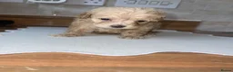 Maltipoo dogs for sale: Tiny toy teddy faced Maltipoo puppies  - Advert 21