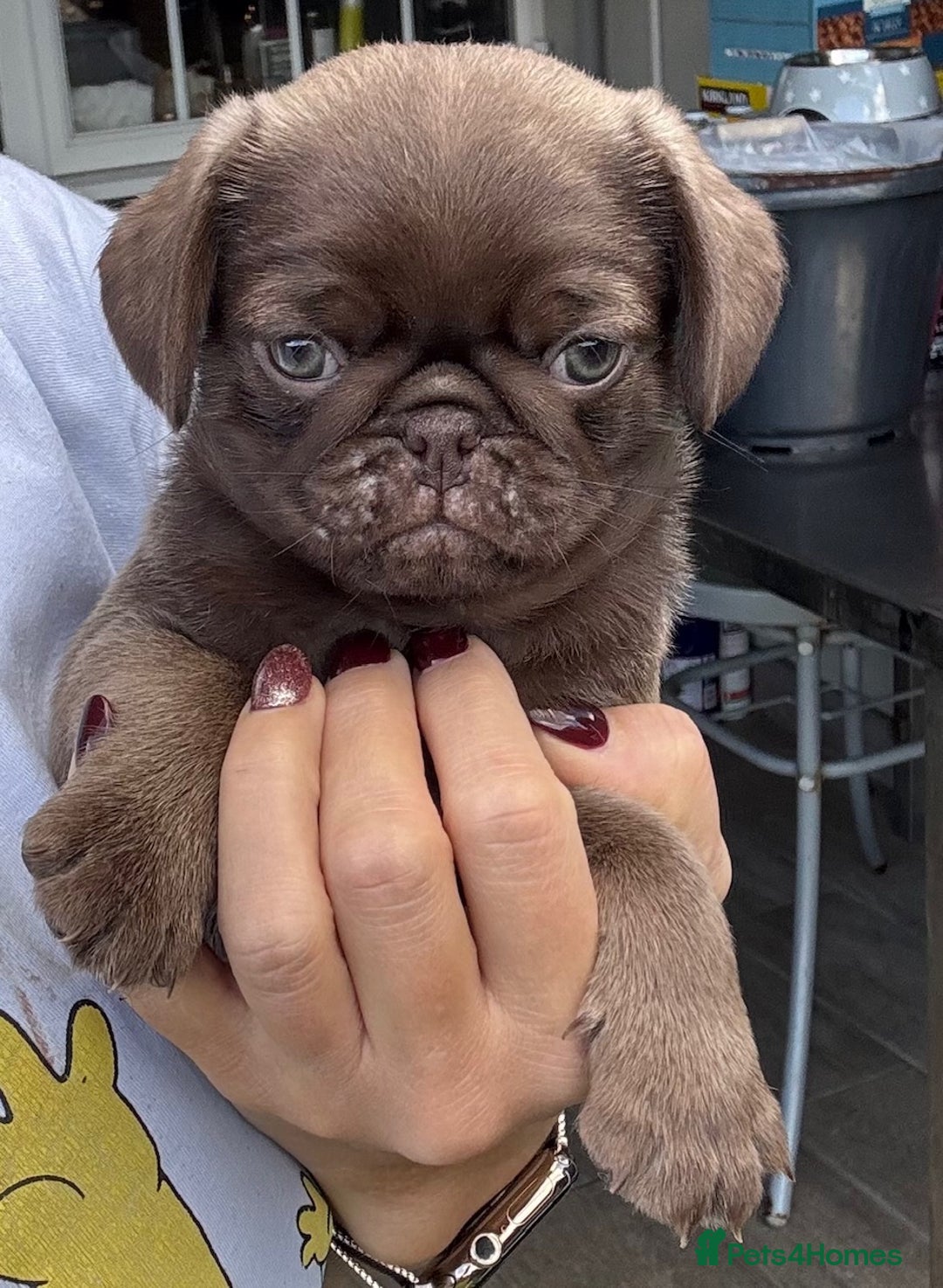 Pug dogs for sale: Beautiful exotic KC registered Pug puppies - Image 7