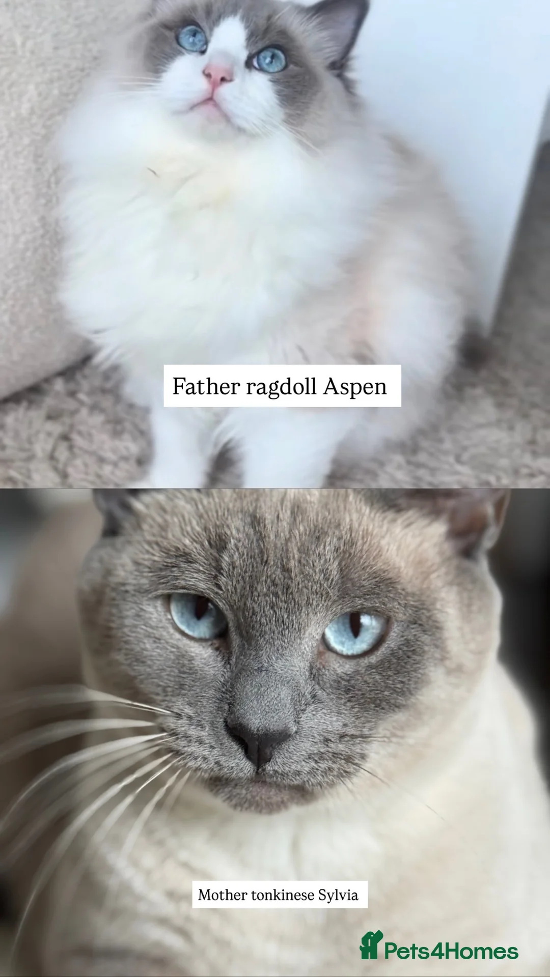 Siamese cats for sale: Beautiful Tonkdoll Kittens – 2 Boys & 2 Girls 🩵🩷 - Advert 8