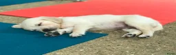 Golden Retriever dogs for sale: Championship lines puppies-ready now - Advert 31