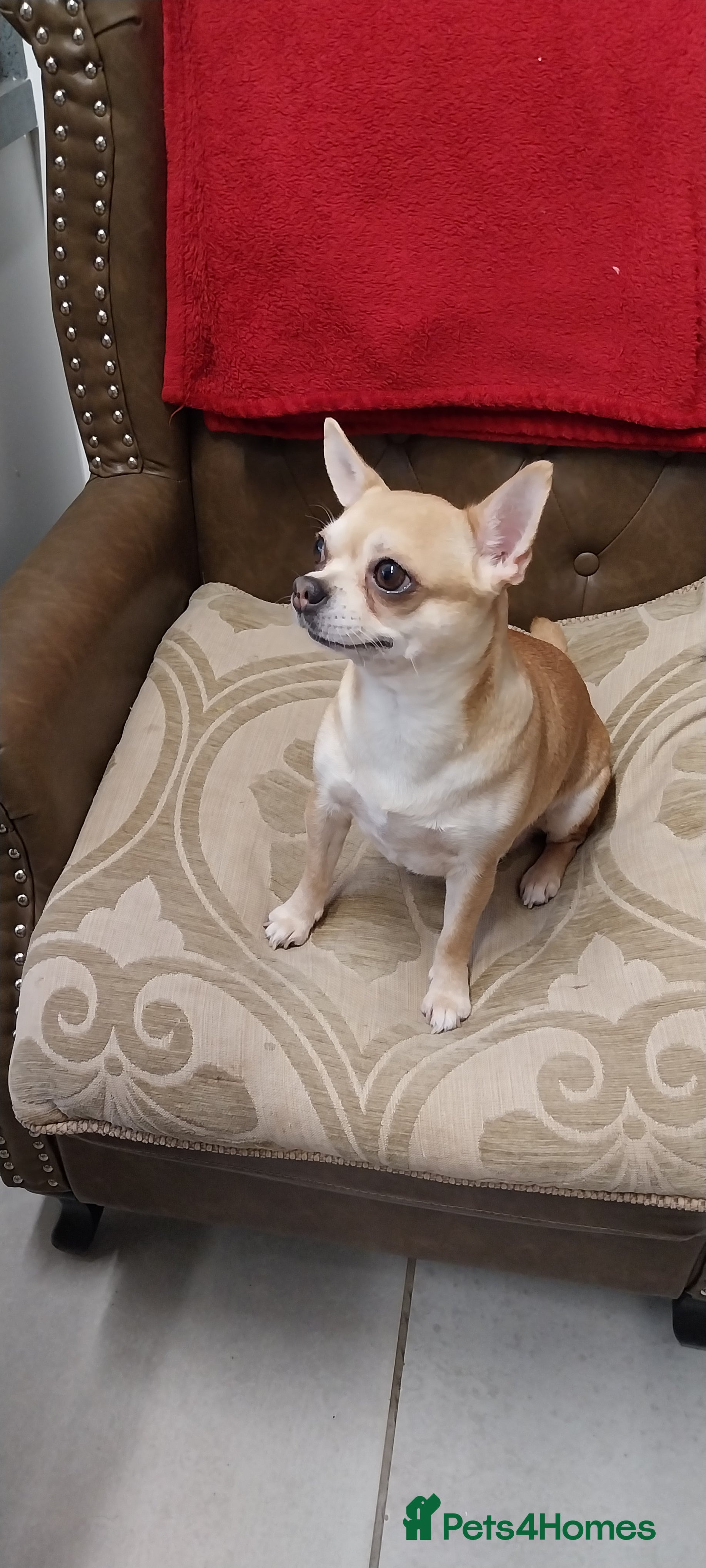 Chihuahua dogs Chihuahua puppies  - Advert 18