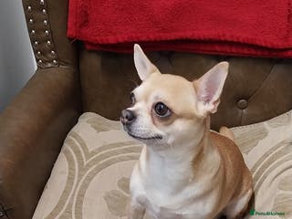 Chihuahua dogs Chihuahua puppies - Advert 18