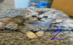 British Longhair cats for sale: 🩵BritishLonghair X Mainecoon Boys🩵 - Image 6