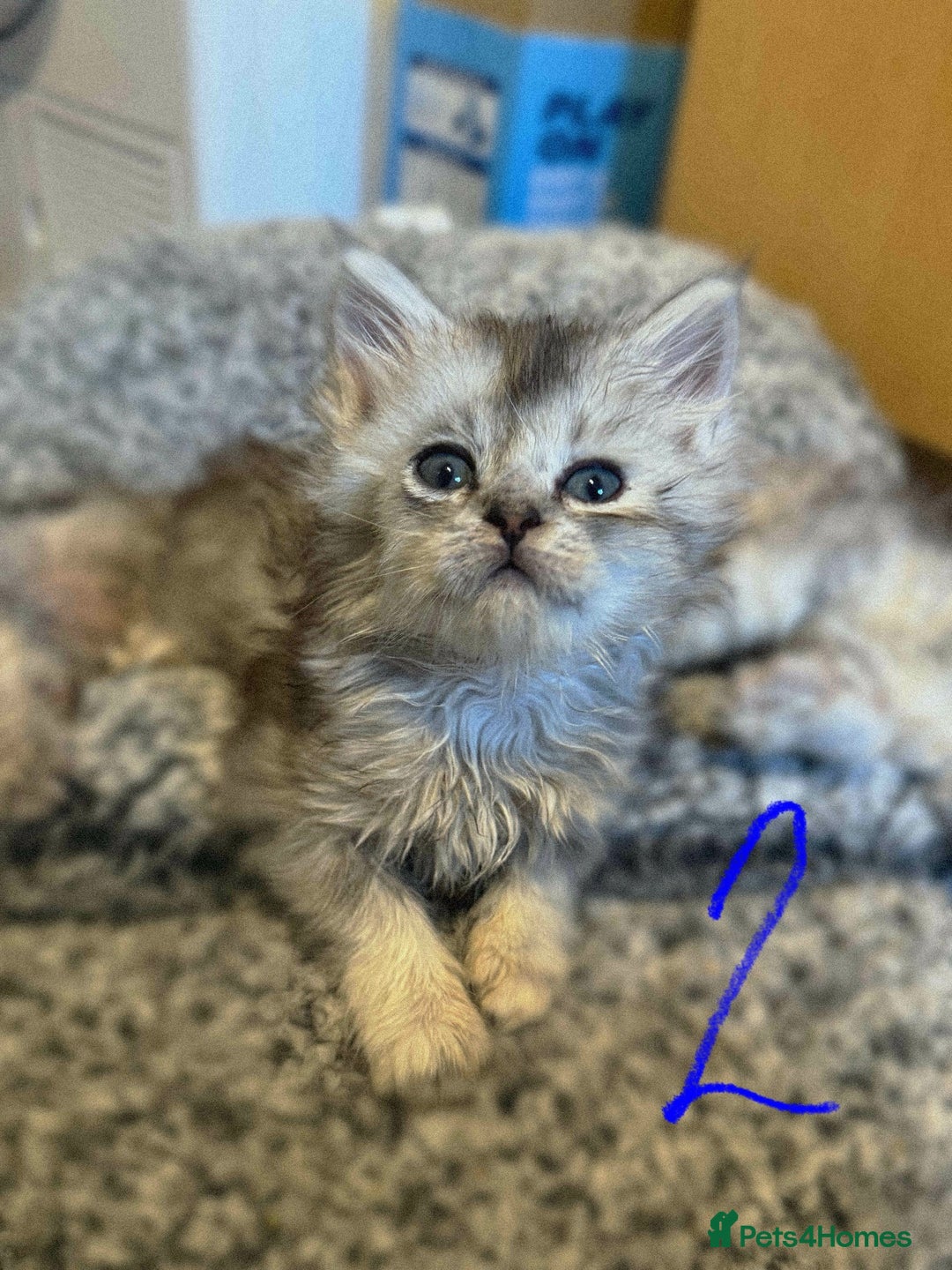 British Longhair cats for sale: 🩵BritishLonghair X Mainecoon Boys🩵 - Image 6