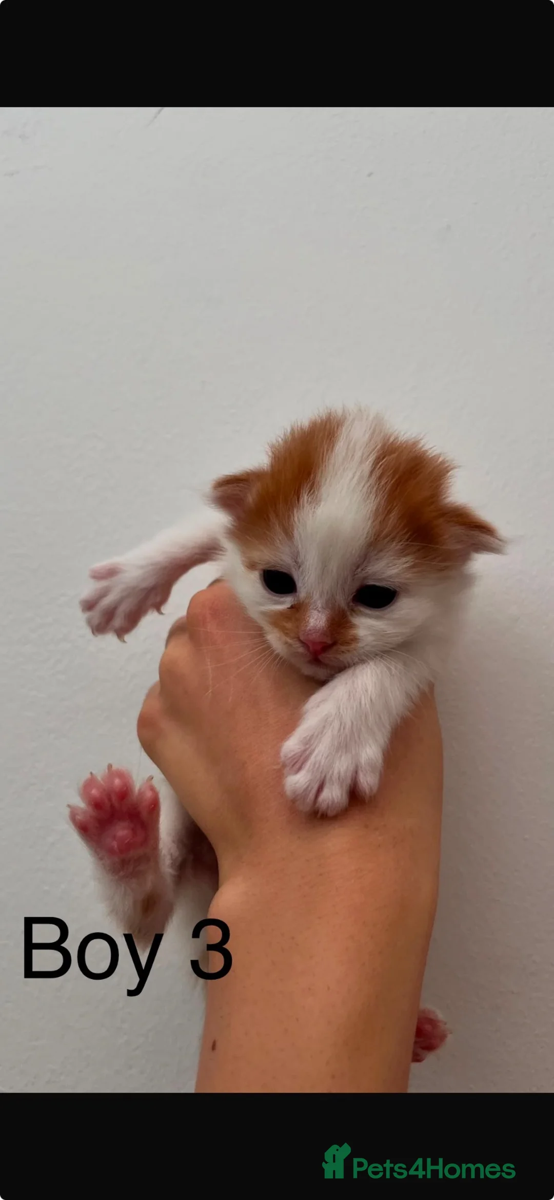 Mixed Breed cats for sale: 🐾 4 Adorable Mixed-Breed Kittens! 🏡❤️ in Dagenham - Advert 8