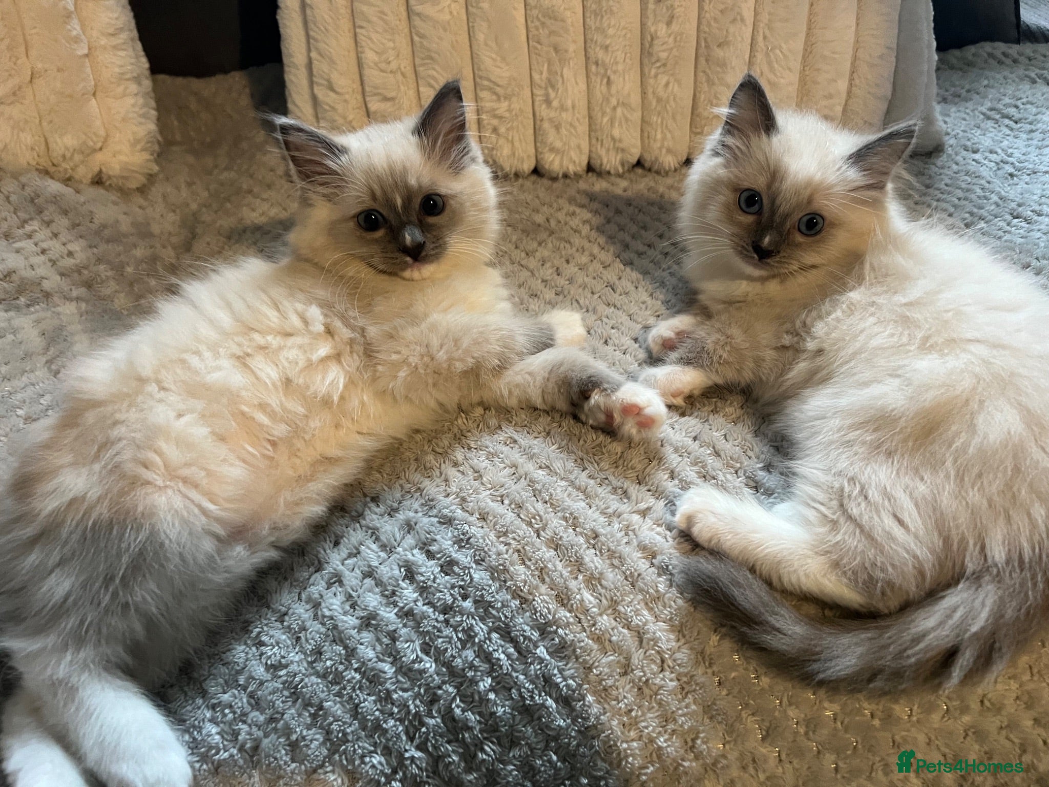 Ragdoll cats TICA REGISTERED RAGDOLL KITTENS  - Advert 14