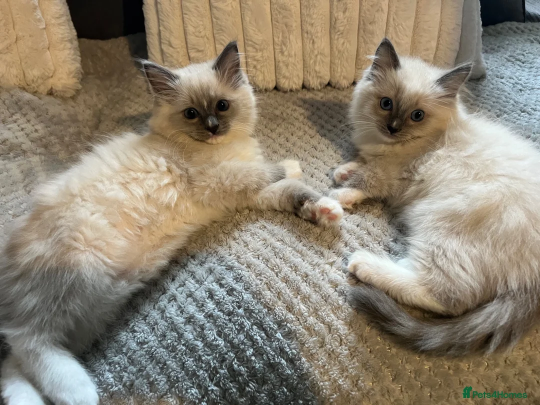 Ragdoll cats for sale: TICA REGISTERED RAGDOLL KITTENS  - Advert 1