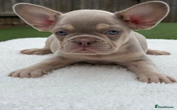 French Bulldog dogs for sale: Miss White X Kastro  - Image 7