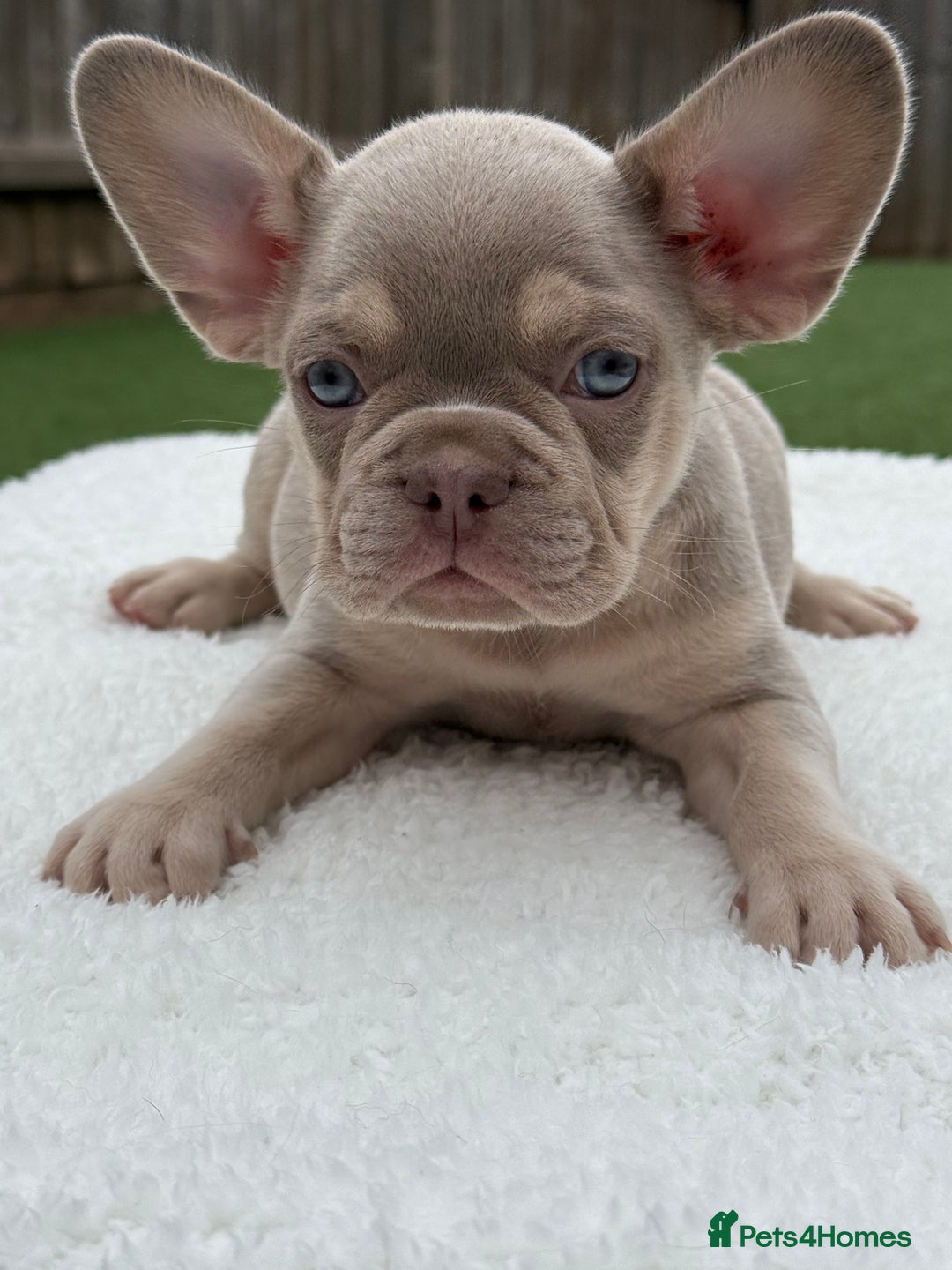 French Bulldog dogs for sale: Miss White X Kastro  - Image 7