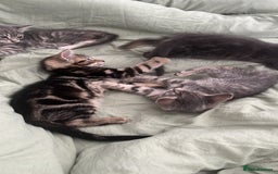 Bengal cats for sale: Gemini grey beauties - Image 13