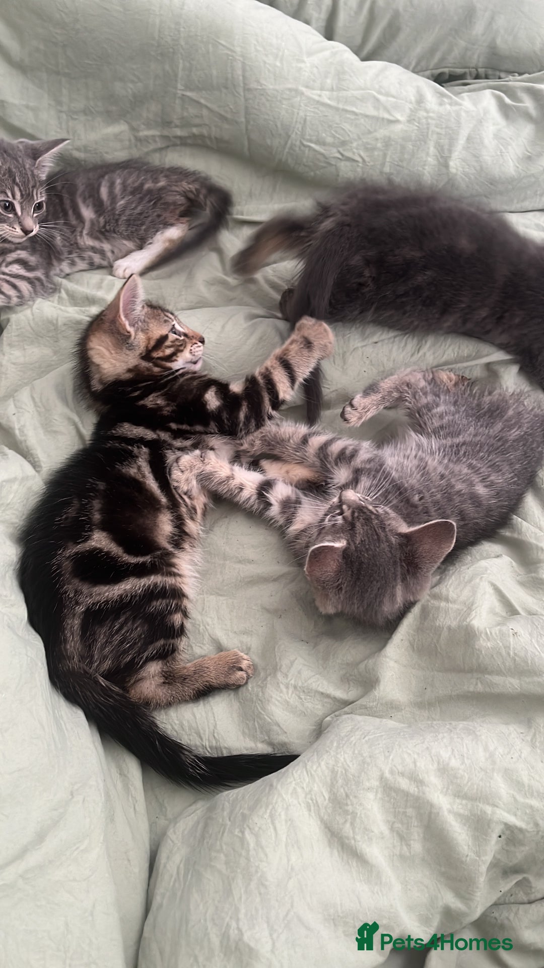 Bengal cats for sale: Gemini grey beauties - Image 13