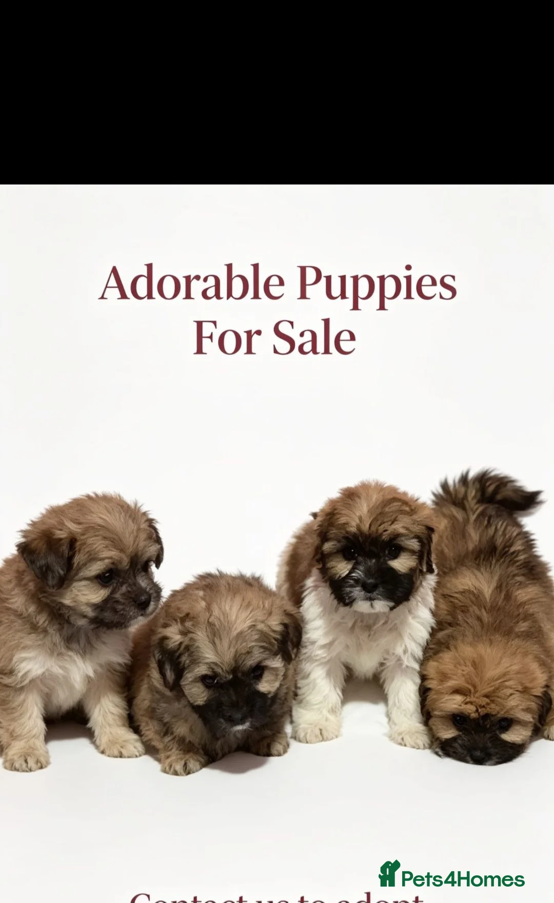 Malshi dogs for sale: Malchi puppies for sale  in Manchester - Advert 1