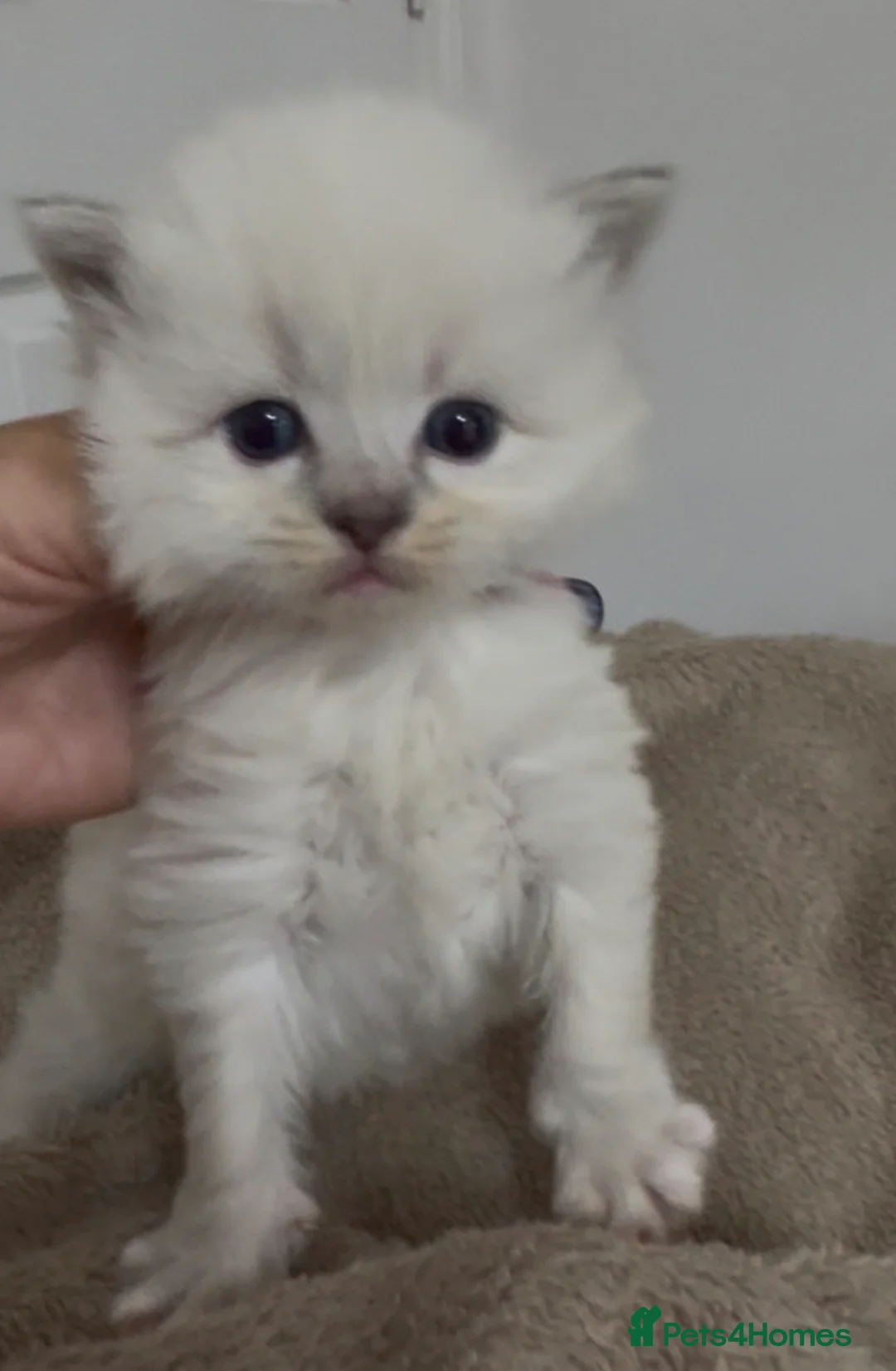 Ragdoll cats for sale: Champion GCCF kittens 🐱  - Advert 5