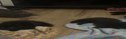 Mixed Breed cats for sale: Four half Russian blue kittens - Advert 5
