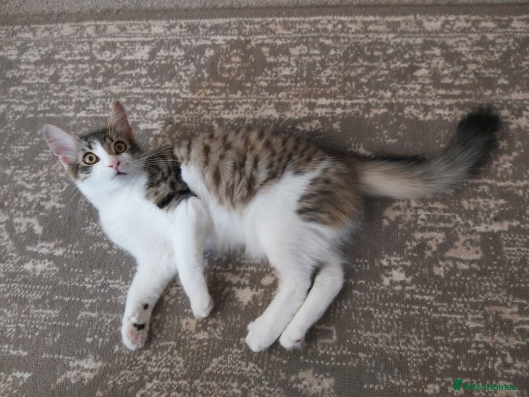 Mixed Breed cats for sale: beautiful 3mth old kittens 2 female ready to go - Image 7