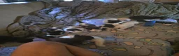 Mixed Breed cats for sale: Bunch of happy kittens in Shildon - Advert 8