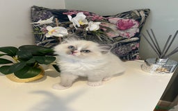 Ragdoll cats for sale: Beautiful Ragdoll Kittens - Advert 3