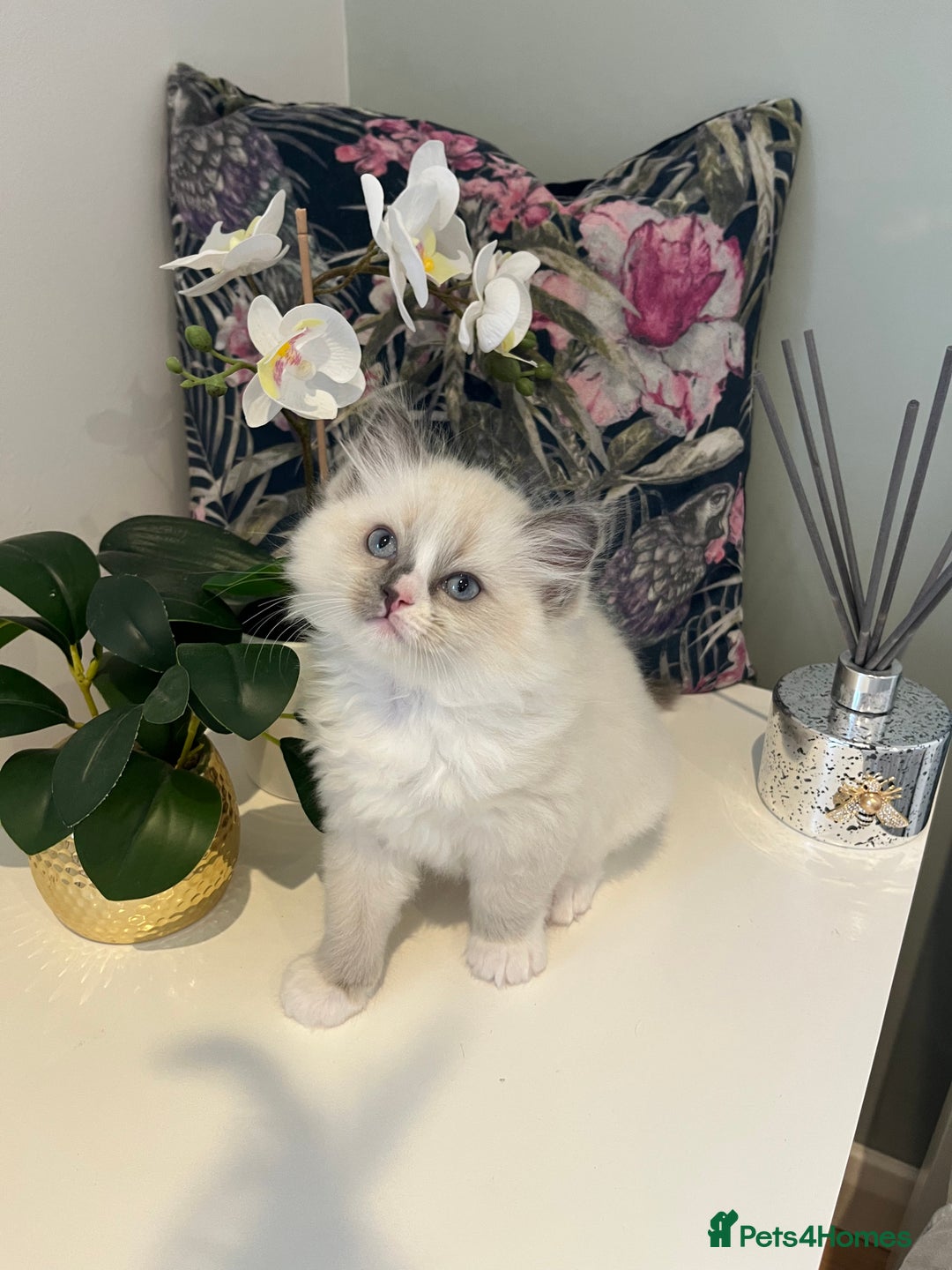 Ragdoll cats for sale: Beautiful Ragdoll Kittens - Advert 3