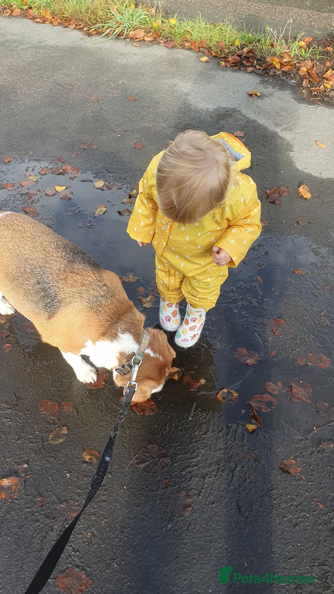 Beagle dogs for sale: Beagle (Tri Colour) M 3yo - Advert 2