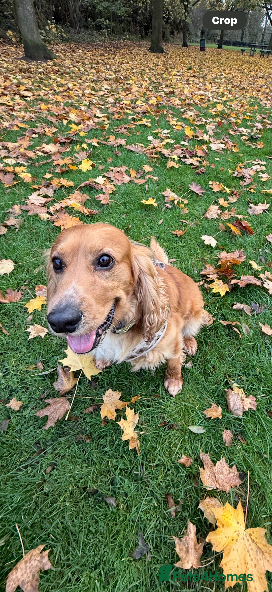 Cocker Spaniel dogs for sale: Male cocker spaniel - Advert 1