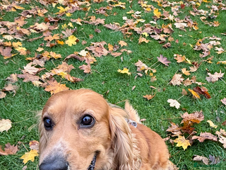 Cocker Spaniel dogs Male cocker spaniel - Advert 2