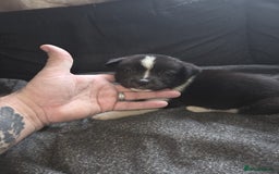 Mixed Breed dogs for sale: mixed breed puppies - Image 8