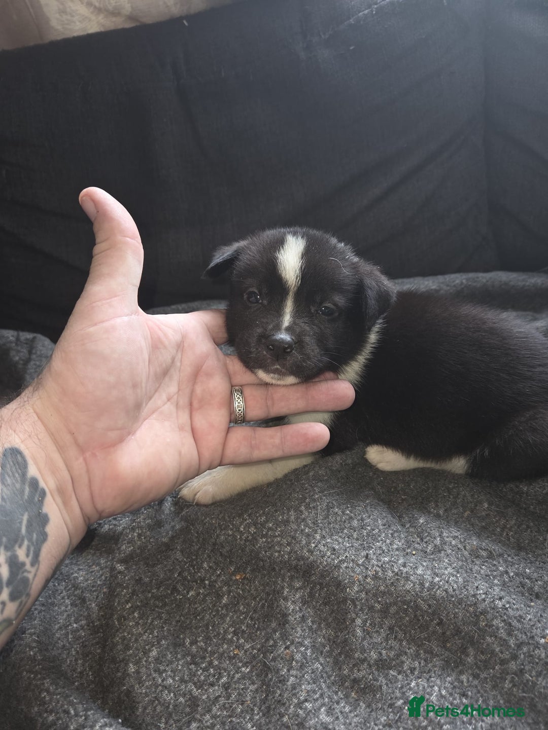 Mixed Breed dogs for sale: mixed breed puppies - Image 8