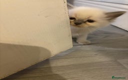 Ragdoll cats for sale: Ragdoll Kittens looking for loving new home - Image 10