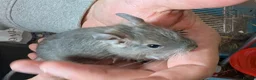 Degus rodents for sale: Lovely Degus ready for their forever homes - Advert 6