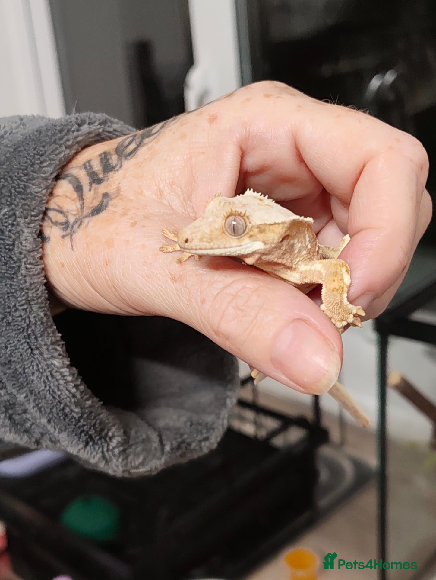 Gecko reptiles for sale: Crested geckos male and female  - Advert 9