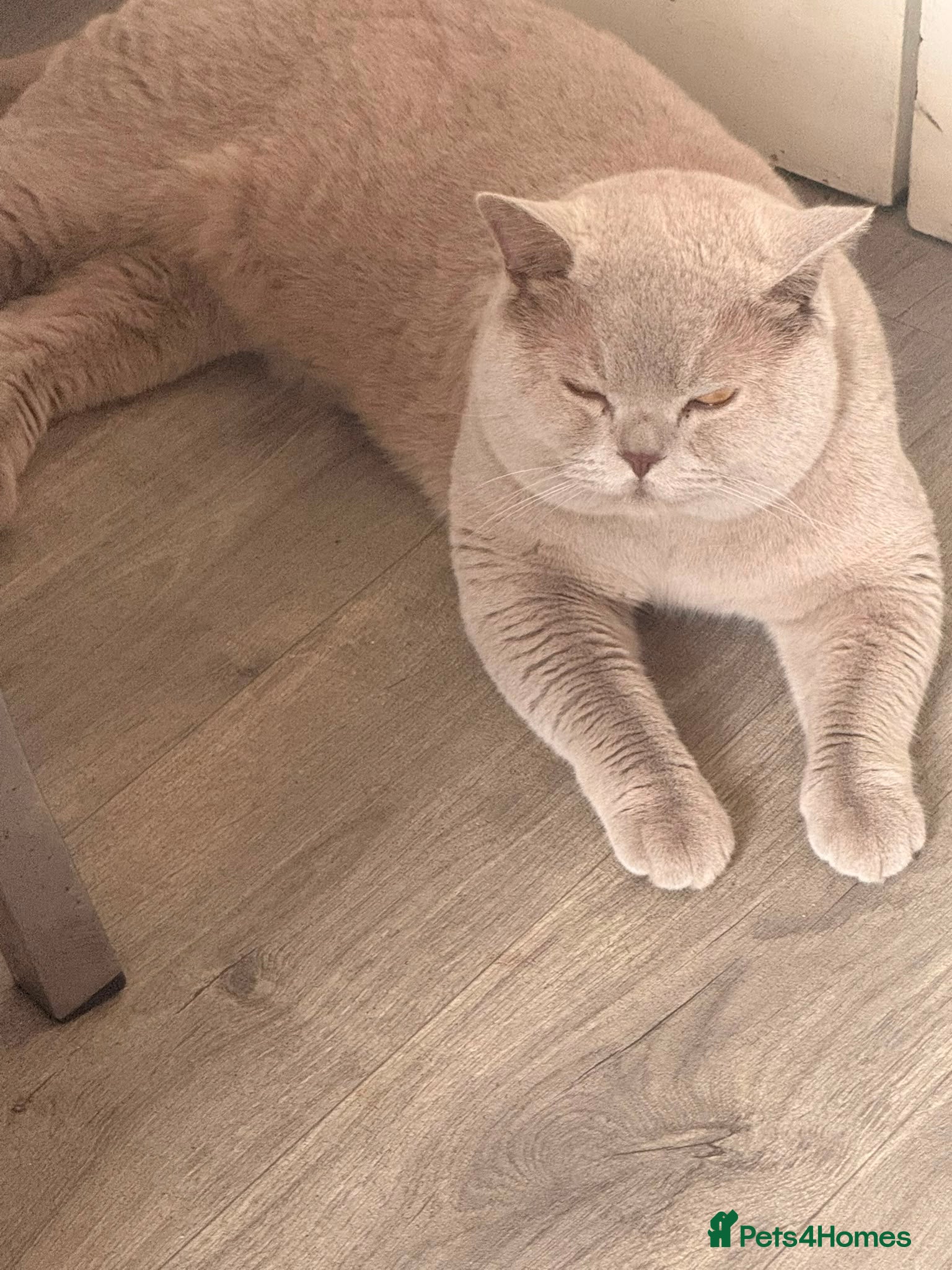 British Shorthair cats for stud: Beautiful British short hair for stud - Advert 3